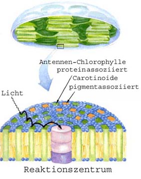 Chloroplast